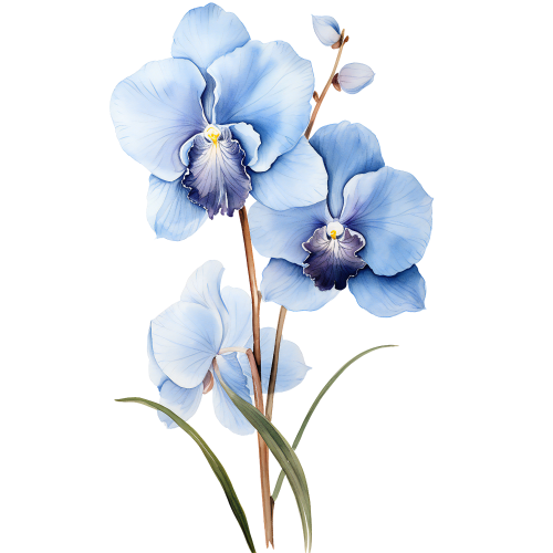 (125-05) Orchids