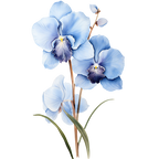 (125-05) Orchids