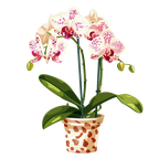 (125-03) Potted Orchids
