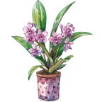 (125-03) Potted Orchids