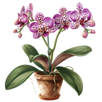 (125-03) Potted Orchids