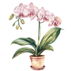 (125-03) Potted Orchids