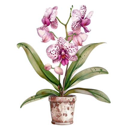 (125-03) Potted Orchids