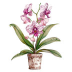 (125-03) Potted Orchids
