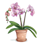 (125-03) Potted Orchids