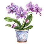 (125-03) Potted Orchids