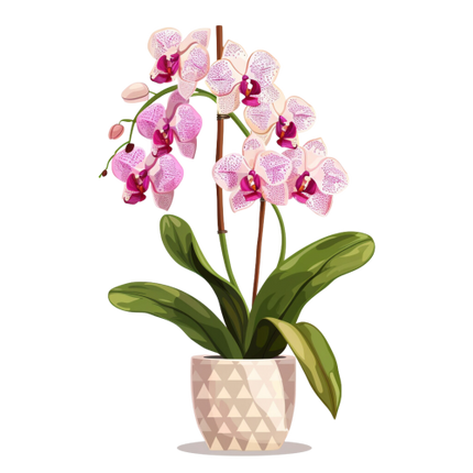 (125-03) Potted Orchids