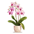 (125-03) Potted Orchids
