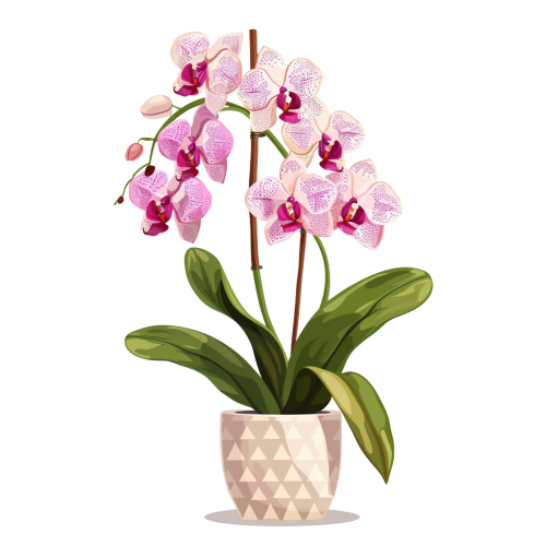 (125-03) Potted Orchids