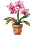 (125-03) Potted Orchids