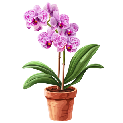 (125-03) Potted Orchids