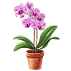 (125-03) Potted Orchids