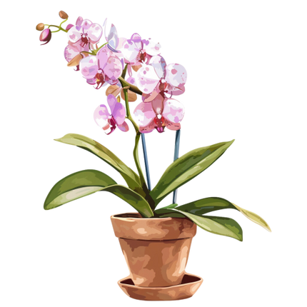(125-03) Potted Orchids