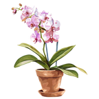 (125-03) Potted Orchids