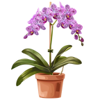 (125-03) Potted Orchids