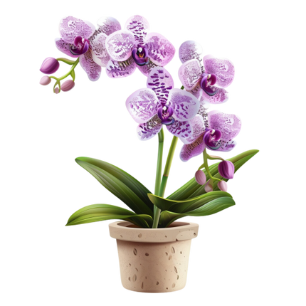 (125-03) Potted Orchids