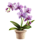 (125-03) Potted Orchids