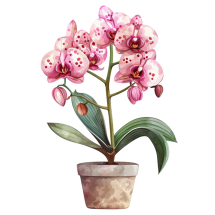 (125-03) Potted Orchids