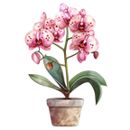 (125-03) Potted Orchids