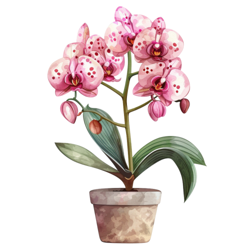(125-03) Potted Orchids