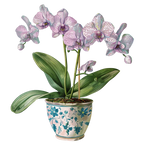 (125-03) Potted Orchids