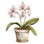 (125-03) Potted Orchids