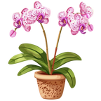 (125-03) Potted Orchids