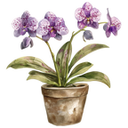 (125-03) Potted Orchids