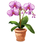 (125-03) Potted Orchids