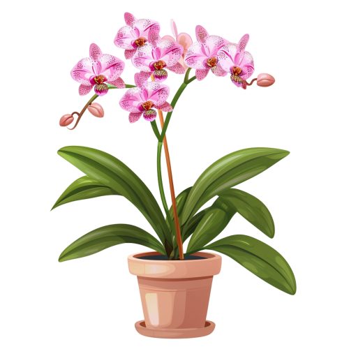 (125-03) Potted Orchids