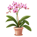 (125-03) Potted Orchids