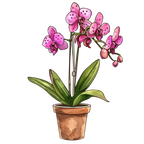 (125-03) Potted Orchids