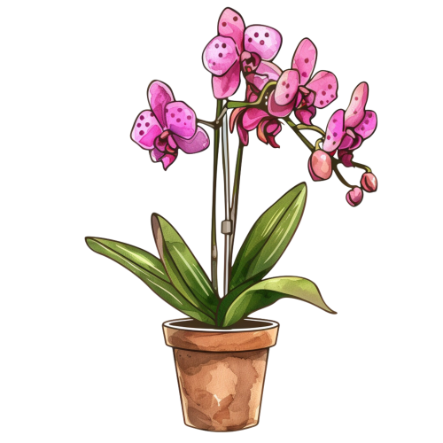 (125-03) Potted Orchids