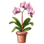 (125-03) Potted Orchids