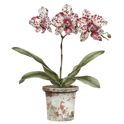 (125-03) Potted Orchids