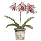 (125-03) Potted Orchids