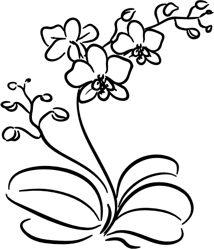 (125-01-1H) Tropical Orchid Orchids