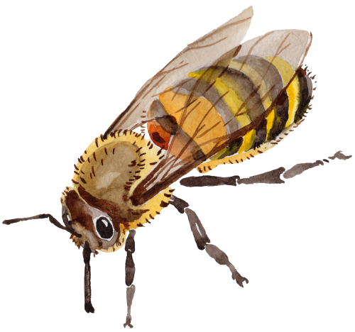 (s126-1-2A) Honey Bee