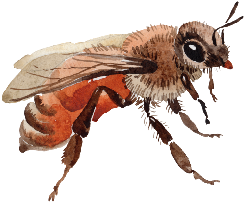 (s126-1-2C) Honey Bee