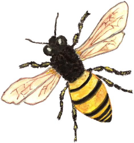 (s126-1-1X) Honey Bee