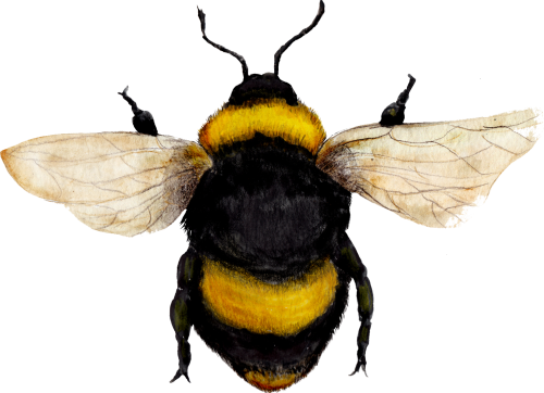 (s126-1-1Y) Bumble Bee