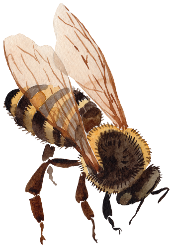 (s126-1-1Z) Honey Bee