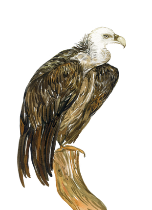 (s129-L) Vulture