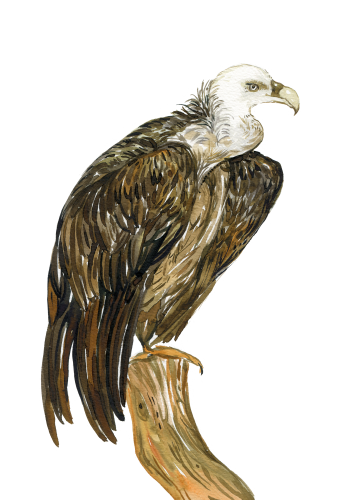 (s129-L) Vulture