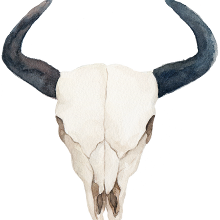 (s013-1-Q) Cow Skull