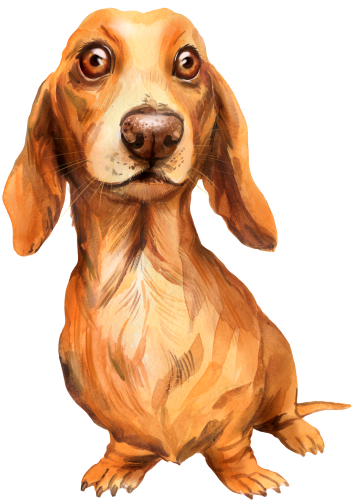 (s136-R)  Watercolor Dachsund
