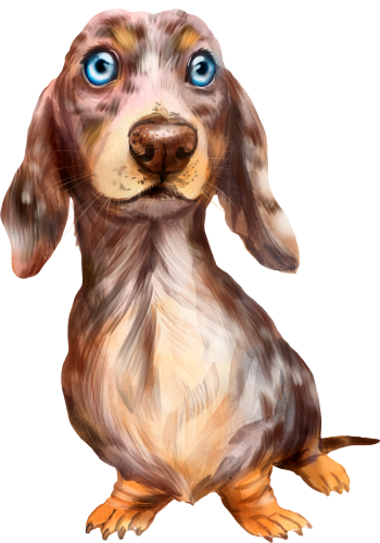 (s136-T)  Watercolor Dachsund