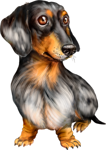 (s136-V)  Watercolor Dachsund