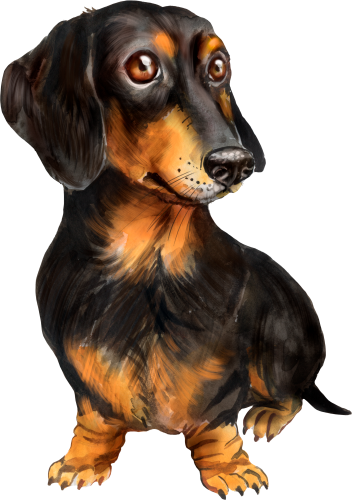 (s136-W)  Watercolor Dachsund