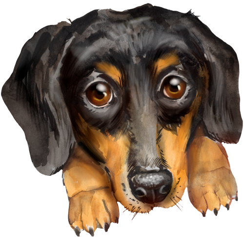 (s136-X)  Watercolor Dachsund